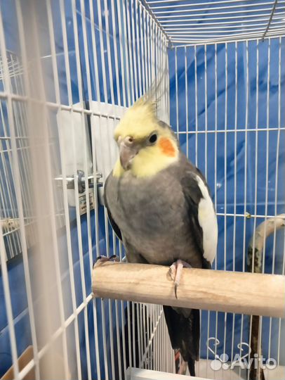Попугай корелла