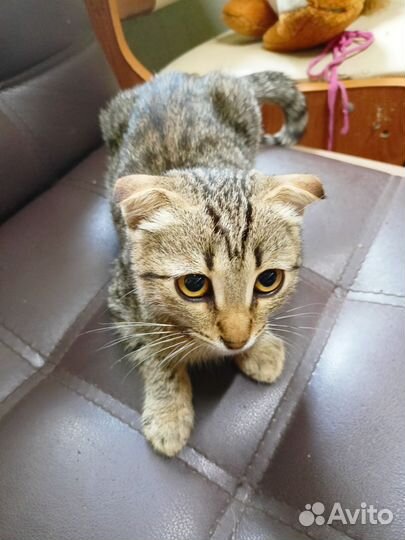 Котёнок вислоухий