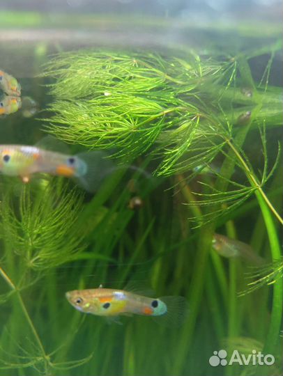 Гуппи Эндлера, улитка Покемон