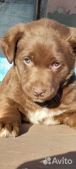 Щенок в добрые руки