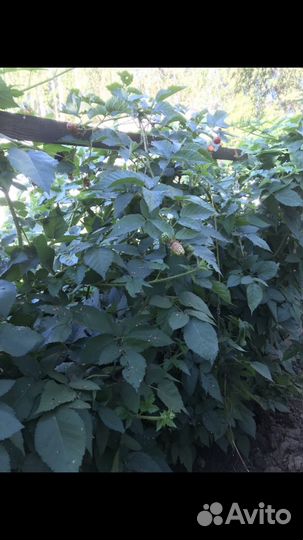 Саженцы ежевики