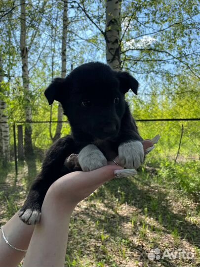 Отдам щенков