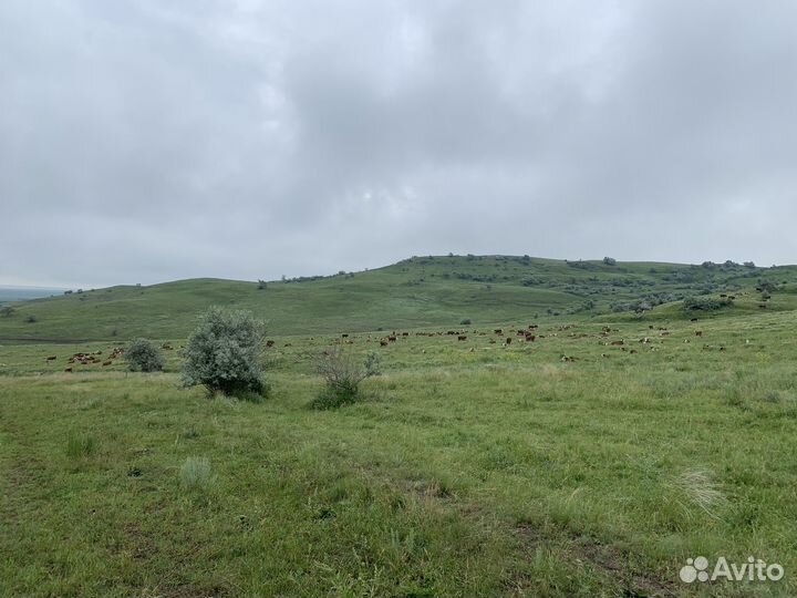 Животноводческая ферма