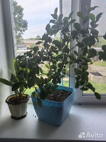 Фикус с кашпо