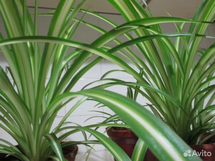 Хлорофитум