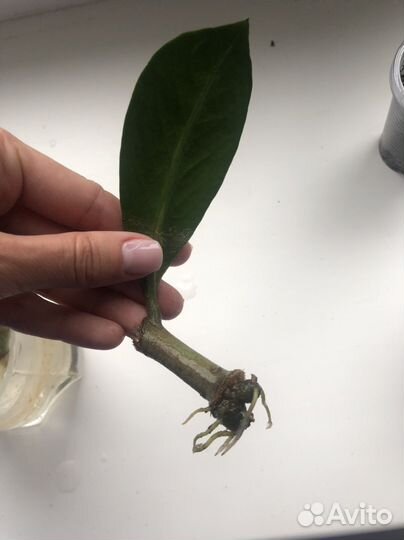 Замиокулькас