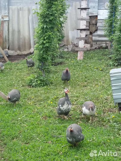 Цесарка самец