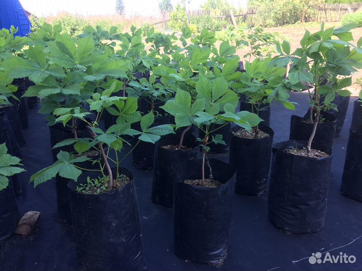 Саженец Каштана Конского