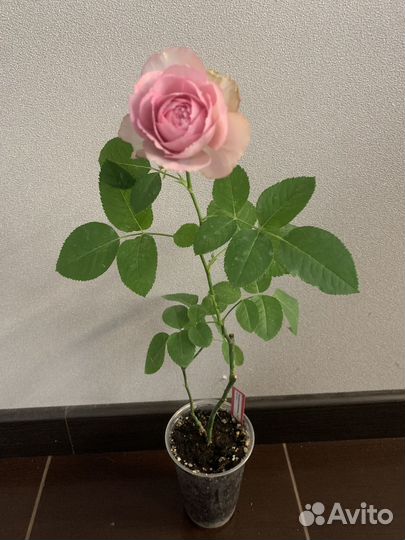 Розы комнатные