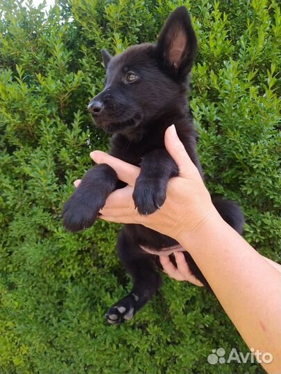 Немецкая овчарка