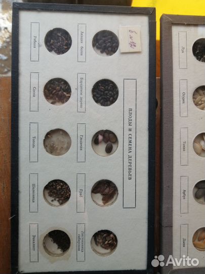 Плоды и семена