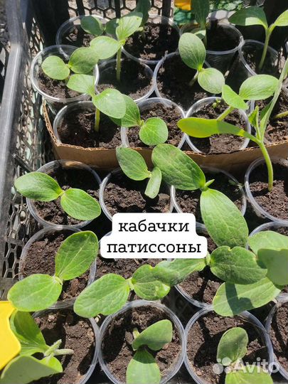 Рассада овощи, цветы