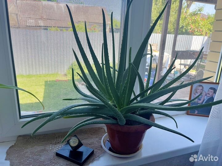 Взрослые кусты Алоэ Вера домашнее растение