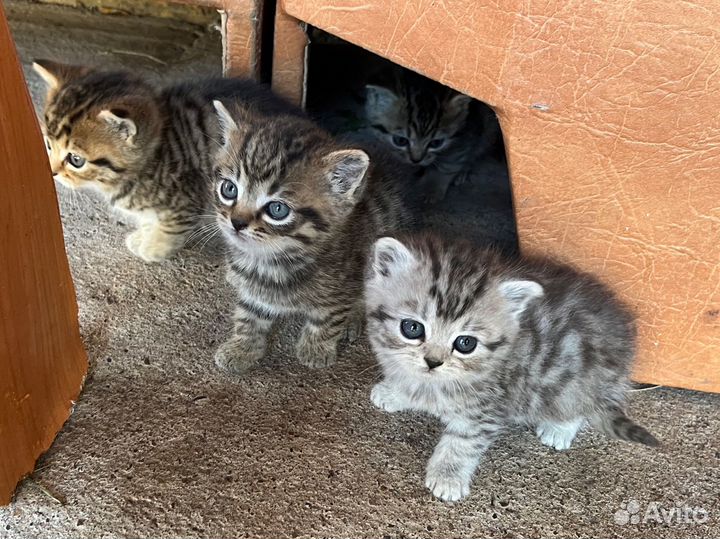 Британские котята