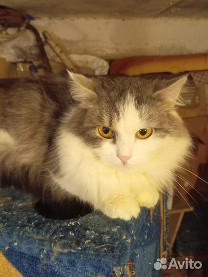 Прекрасный малыш ищет дом