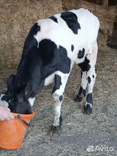 Бычёк 2 мес.бык 1,2г