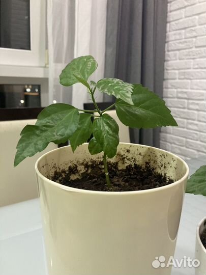 Роза гибискус