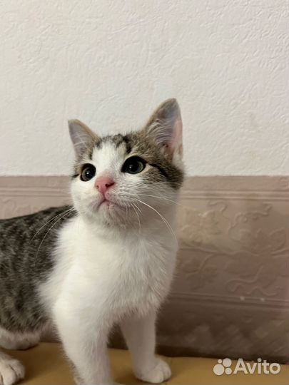 Котята бесплатно