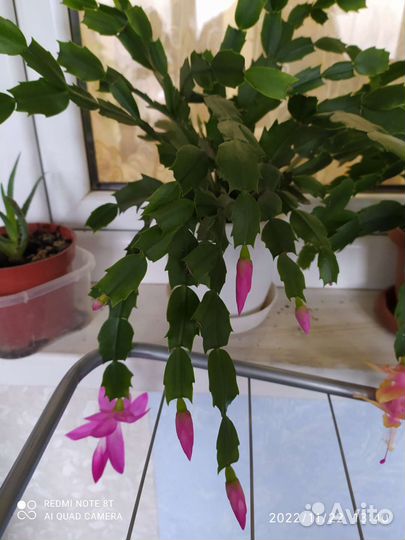 Декабрист шлюмбергера сортовые