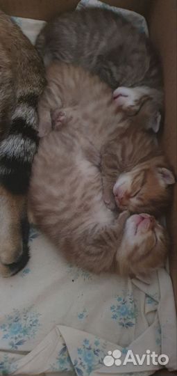 Шотландские котята