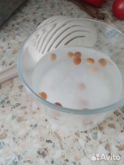 Индийский морской рис