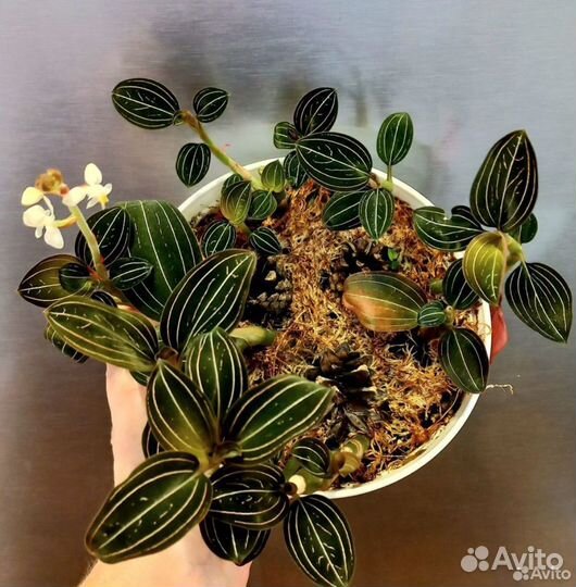 Лудизия / драгоценная орхидея