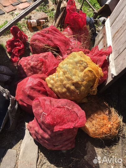 Семенной картофель