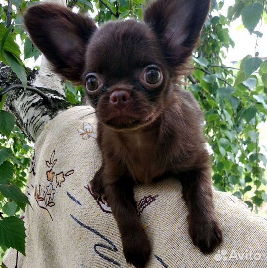 Чихуахуа щенки