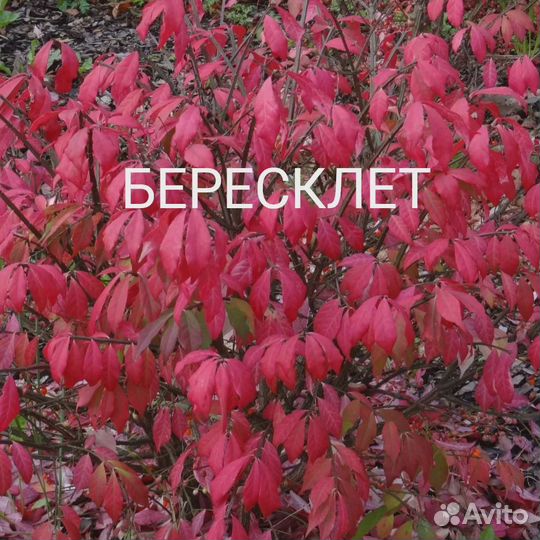 Растения для живой изгороди