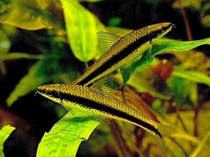 Сиамский водорослеед, Аквариумные рыбки