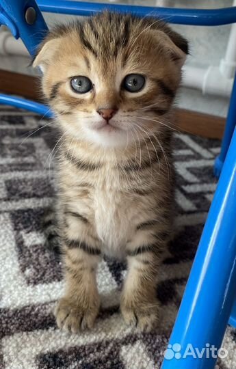 Шотландские котята