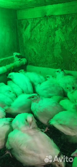 Перепела Техас