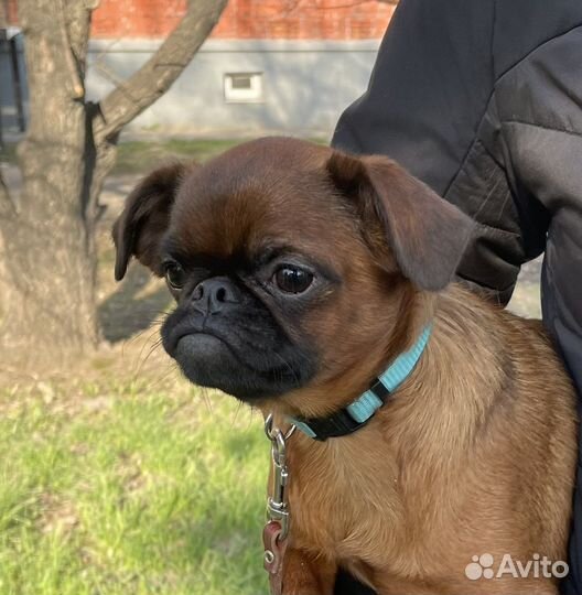Пти брабансон девочка