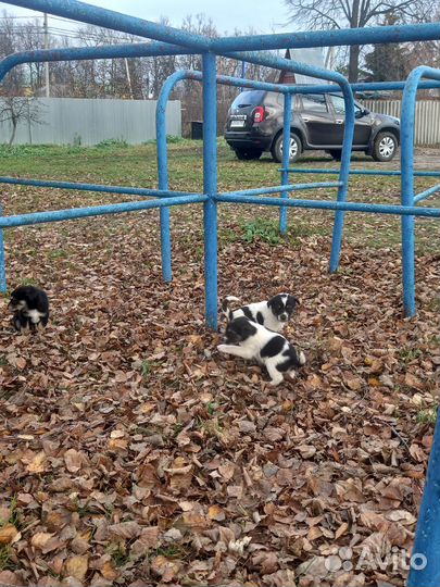 Отдам в добрые руки