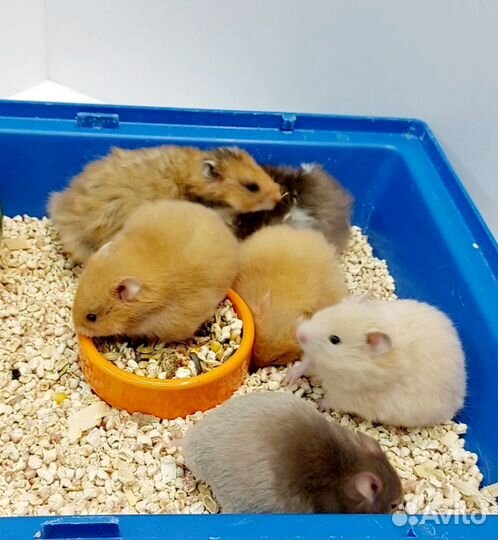 Сирийские хомяки
