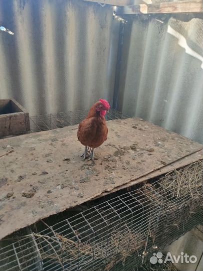 Петушки карликовые