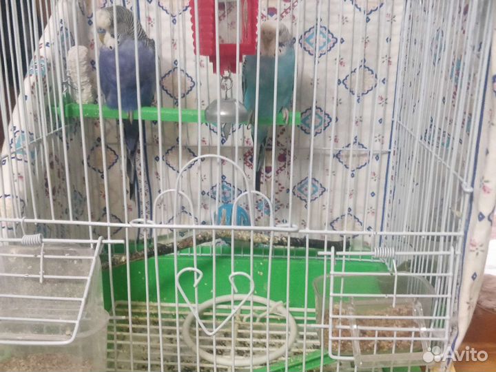 Волнистый попугай с клеткой