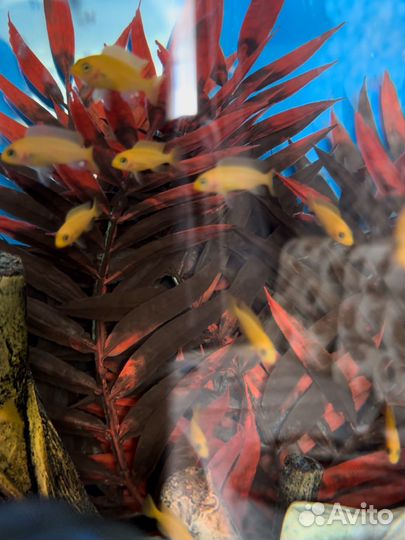 Аквариумные рыбки