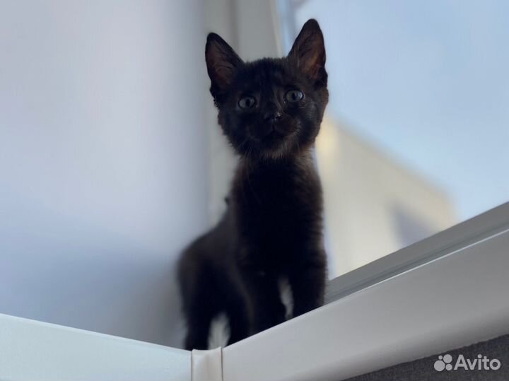 Котята ищут дом