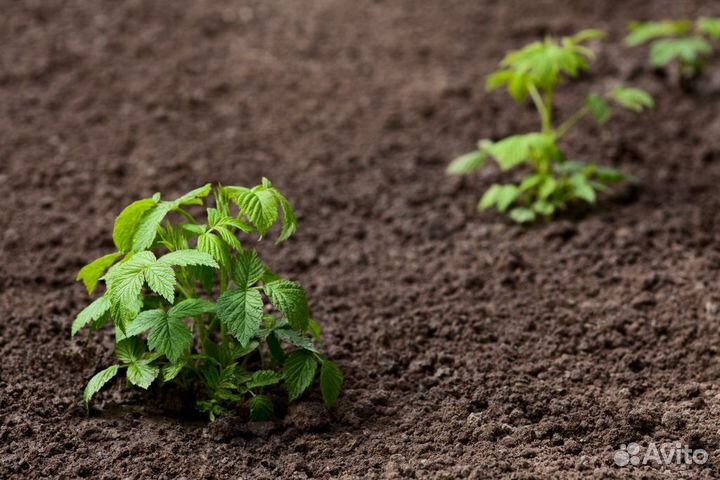 Саженцы малины ремонтантные Бабье лето