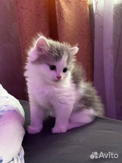 Сибирские котята