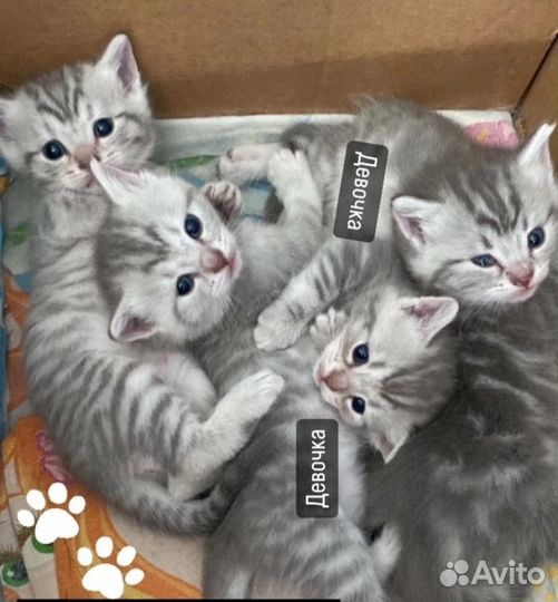 Котята в добрые руки