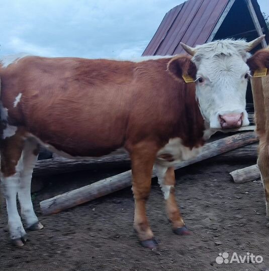 Телка стельная