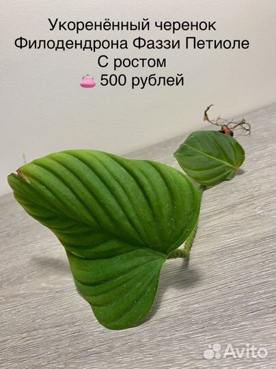 Цветочки - радость для души
