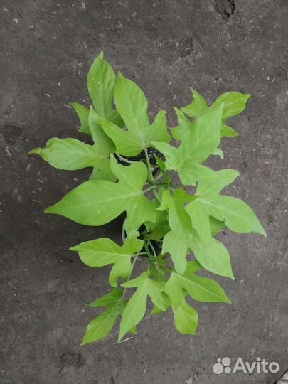 Ипомея батат 5 сортов