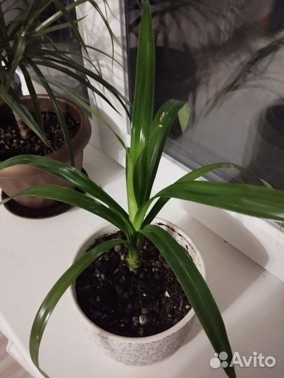 Комнатные цветы