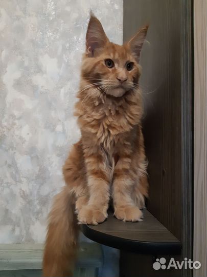 Котята мейн-кун