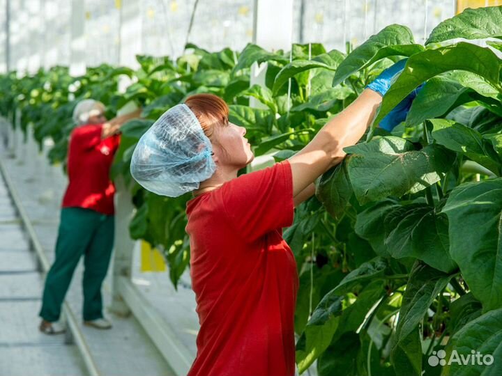 Вахта Разнорабочие в теплицу Мос.обл Электросталь