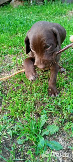 Щенки курцхаара