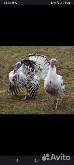 Индюки, цесарки, декоративные куры